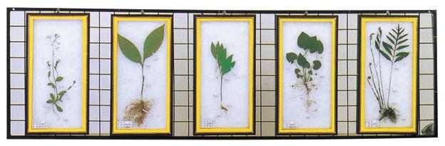 식물표본 (벽걸이용 D형)