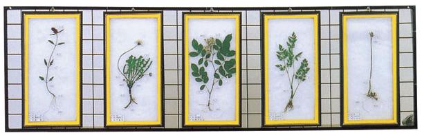 식물표본 (벽걸이용 C형)
