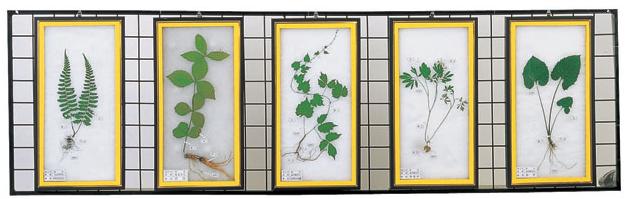 식물표본 (벽걸이용 B형)